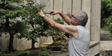 Vlaamse Bonsai Vereniging