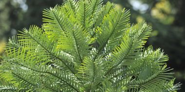 Bomen, overlevingskunstenaars