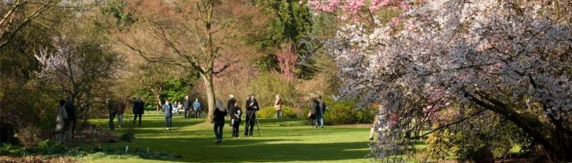 Bezoekers in de lentetuin, weids zicht, bloeiende kerselaars en veel bezoekers op het gazon.