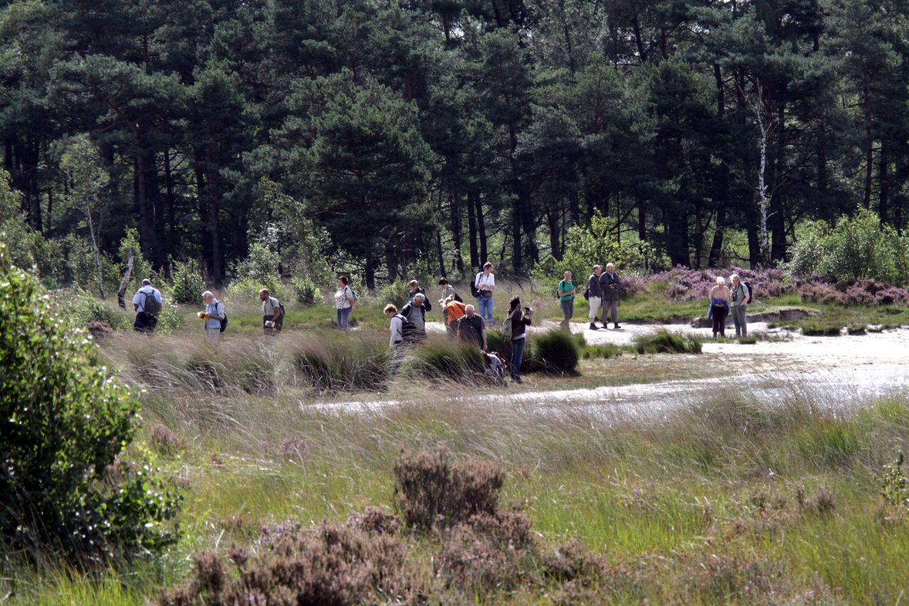 Landschap van het natuurgebied de Kalmthoutse Heide. Er bloeit paarse heide in een zanderig gebied, op de achtergrond een dennenbos en een twintigtal wandelaars in de zon.