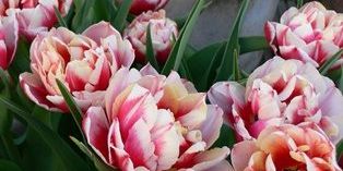 tulpen in roze en wit