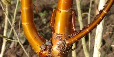 de bast van Prunus serrula 'Jaro', glanzend karamelkleurig