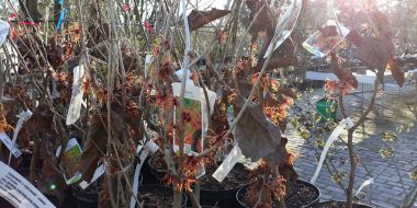 Een aantal Hamamelis in pot staan op verhoogde tafels in de plantenverkoop van Arboretum Kalmthout, zonnige dag in de winter.