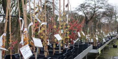 Een aantal jonge Hamamelis planten in pot staan op verhoogde tafels opgesteld in het plantencentrum van Arboretum Kalmthout, waarvan de meeste in bloei met rode, oranje en gele bloempjes op kale takken.