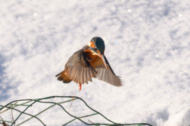 ijsvogel landt op draad