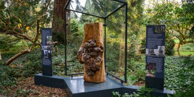 Een stuk boomstam met een grote knobbel staat onder een afdakje en op een verhoogd platform in de borders van Arboretum Kalmthout, twee infopanelen staan aan weerszijden van het monument.