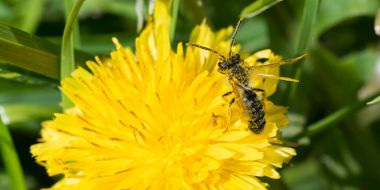 Paardenbloem met insect met stuifmeel op 