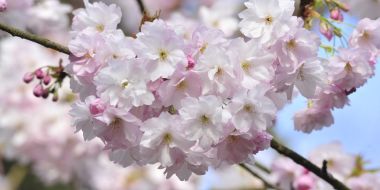 Close-up van een bloeiende Prunus tak of kerselaar, zachtroze bloesems op een zonnige lentedag in Arboretum Kalmthout.