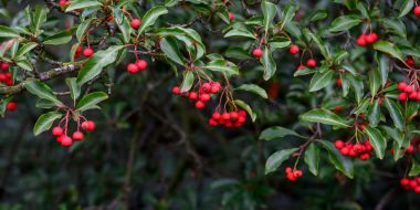 Close-up van een wintergroene struik met trossen van kleine rode vruchtjes, Photinia davidiana, in Arboretum Kalmthout.