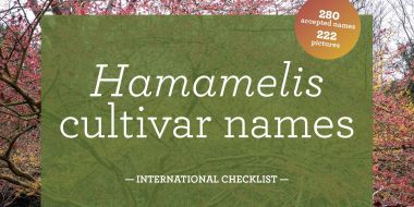 Cultivars nommés - l'Hamamelis cultivar checklist