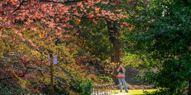 Calendrier des floraisons