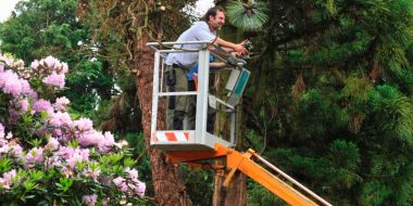 Een jonge tuinier zit in het kraaiennest van een hoogtewerker en bedient de knoppen op het paneel. In de voorgrond een grote, paarse rododendron in bloei, op de achtergrond de takken en kruin van een hoge conifeer.